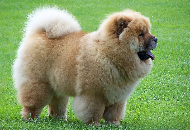 Characteristics of the Chow Chow . dog