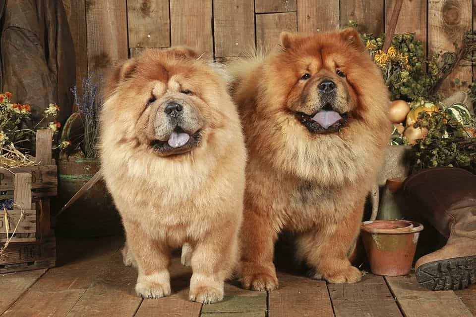 Classification of Chow Chow . dogs