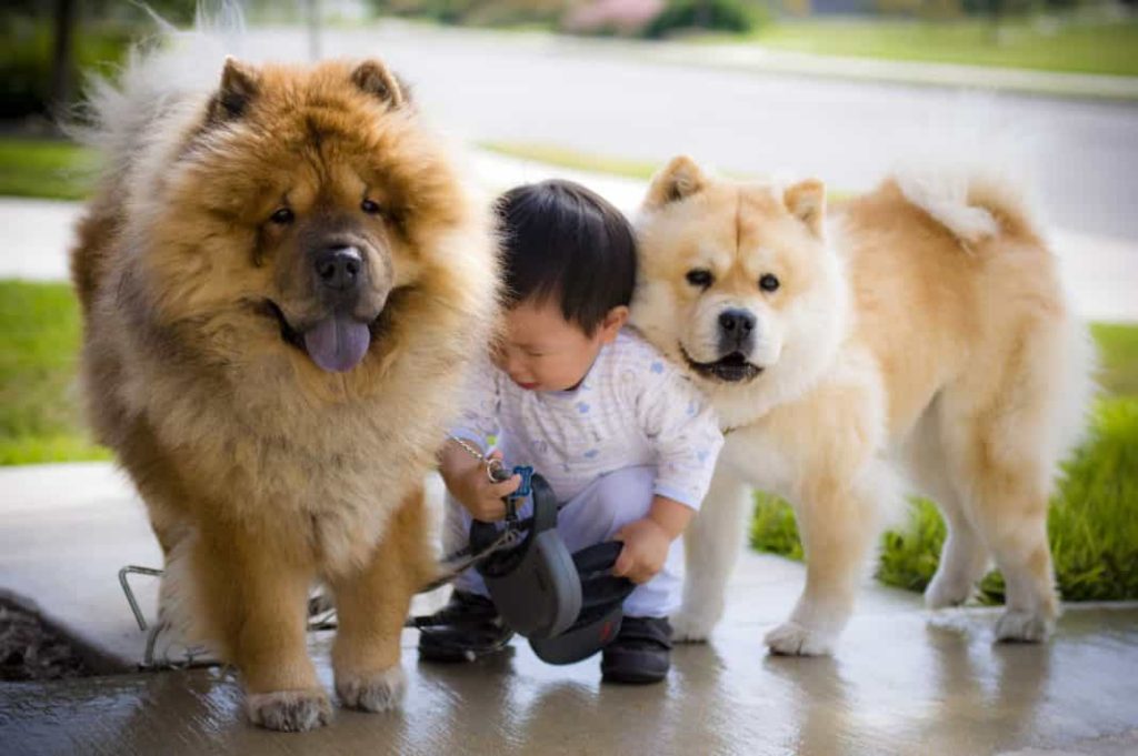 How to take care of the Chow Chow . dog