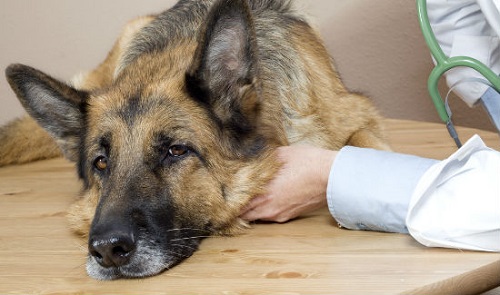 Symptoms of Parvo Disease in Dogs