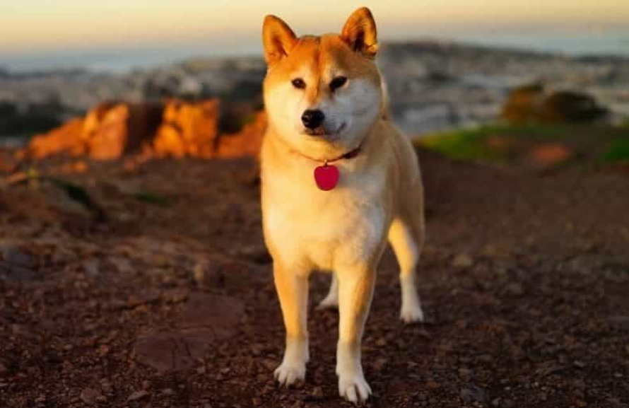 Origin of Shiba dog
