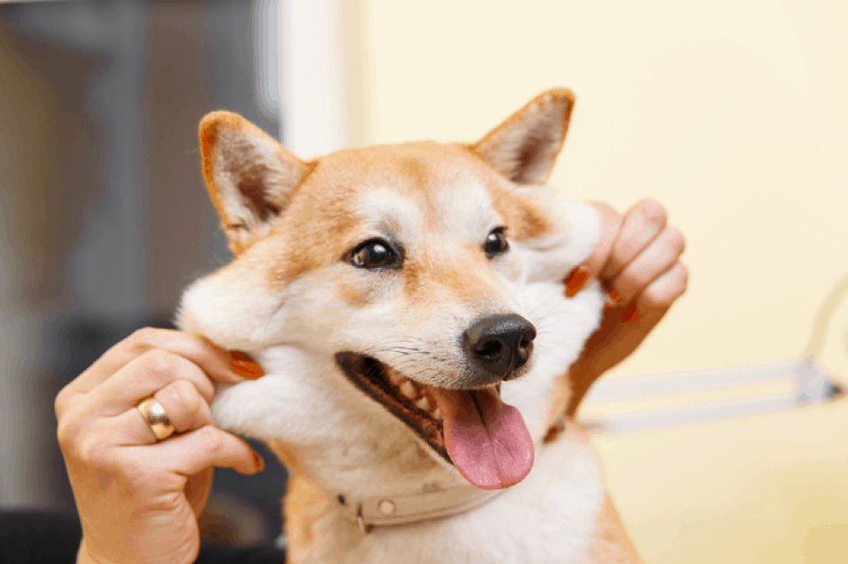 How to raise a Shiba dog