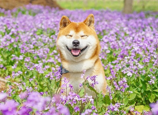 Characteristics of purebred Shiba dogs