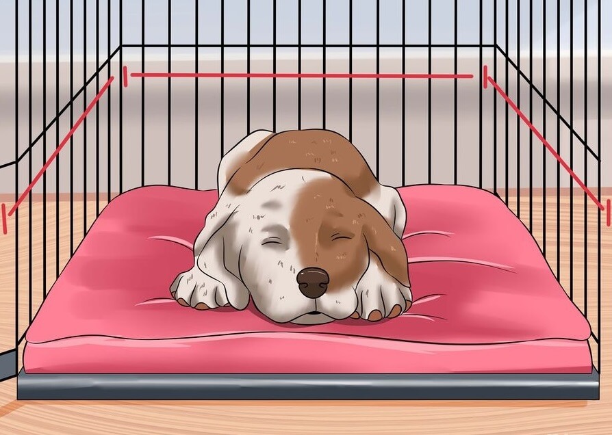 Teach your dog to go to the toilet in a cage