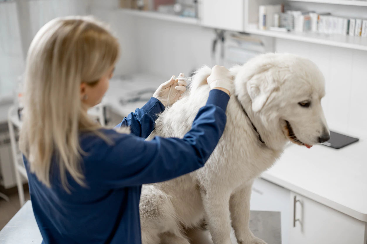 Get your dog vaccinated to prevent rabies in dogs