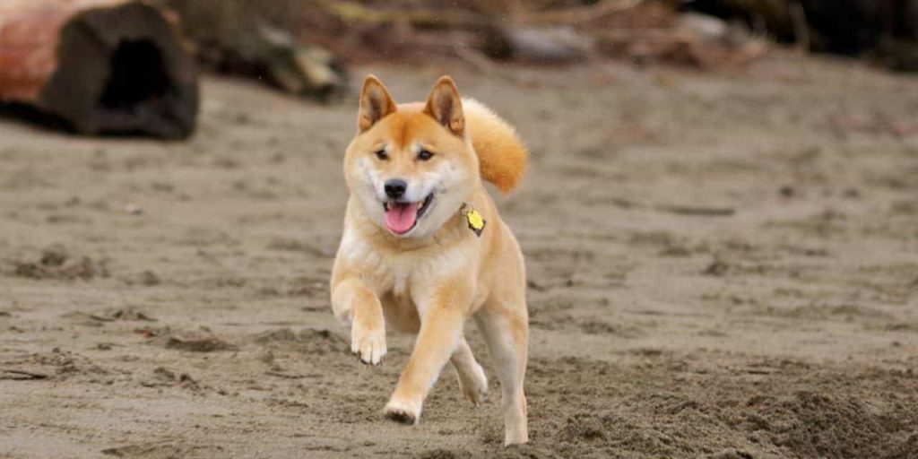 How to train a Shiba dog