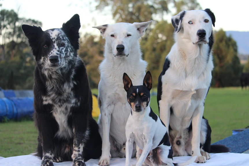 Ms Bailey's Queensland state champion dogs this year.(Supplied: Alexandria Bailey)