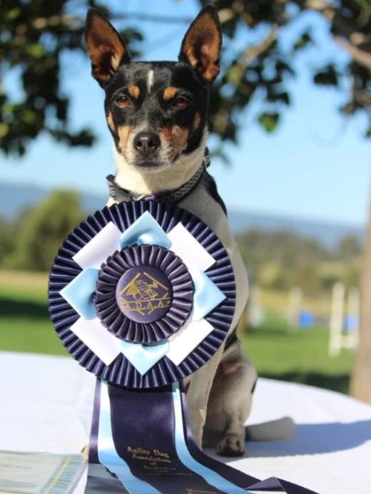 Spryte with his Agility Dog Association of Australia Champion 2021 ribbon.(Supplied: Alexandria Bailey)
