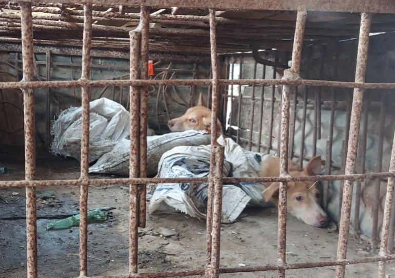 Animal rights campaigners say Indonesia’s dog meat trade is inhumane [Courtesy of Aisyah Llewellyn]