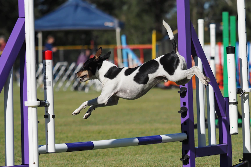 Ms Bailey says when she first met her dog, he was "jumping up and down on the spot like a pogo".(Supplied: Alexandria Bailey)