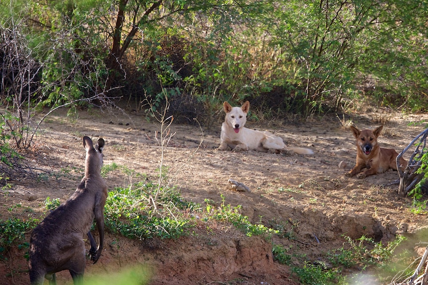 Two dingoes wait for a kangaroo to tire near Longreach, Queensland.(Supplied: Angus Emmott/Noonbah Station)