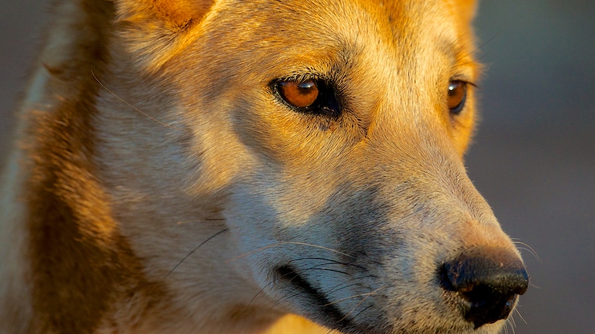 A young dingo spotted at Noonbah Station near Longreach.(Supplied: Angus Emmott/Noonbah Station)