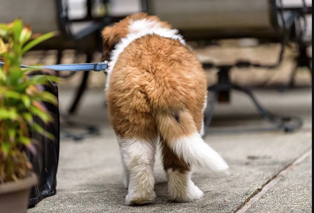 Observe the dog's tail to know what the dog thinks