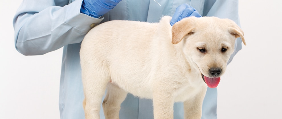 What's Wrong With Late Vaccination for Dogs? What Should I Note?