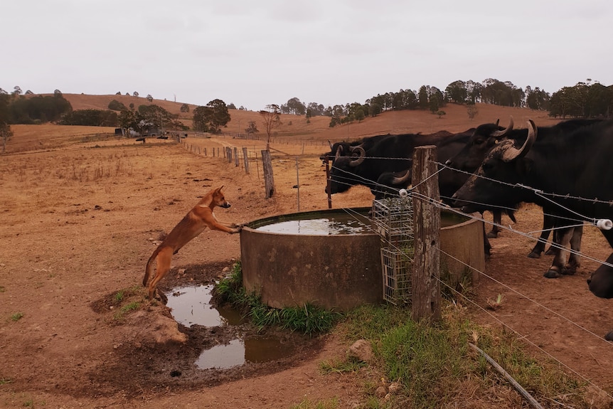 Two buffaloes watch a dingo at a property near Myall Lakes.(Supplied: Elena Swegen/Burraduc Buffalo Dairy in Bungwahl)