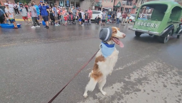 Dexter the dog walks on two feet after he was badly injured. 