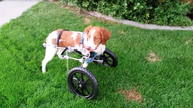 Dexter used a wheelchair to get around after he was hit by a car. 