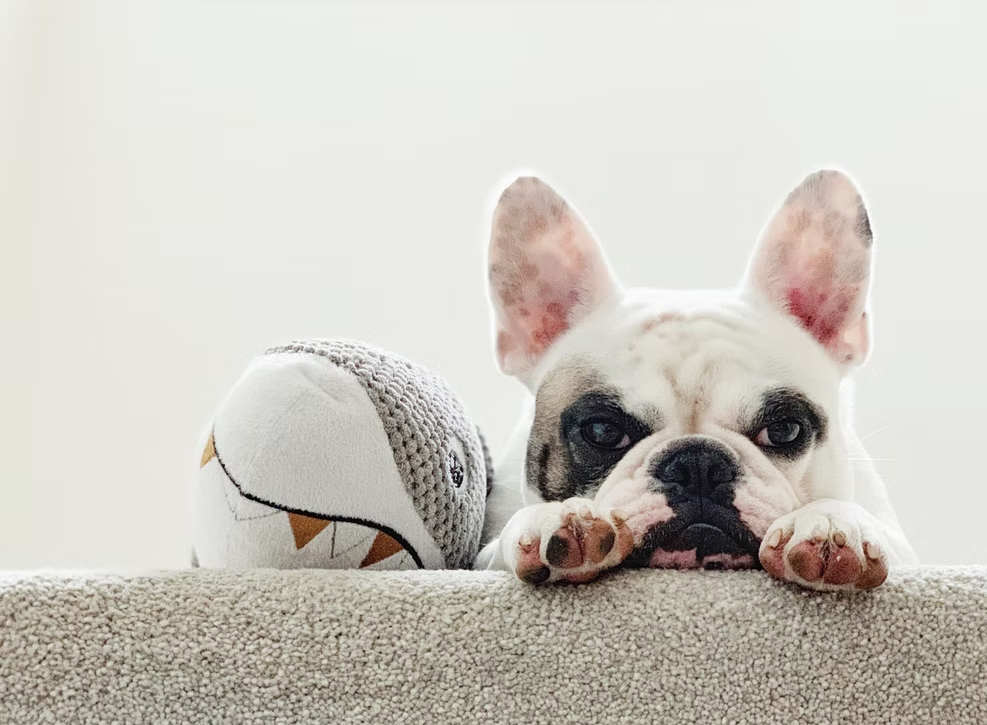 Naughty pets frequently stole food and ignored new toys, according to a survey (Getty Images/iStockphoto)