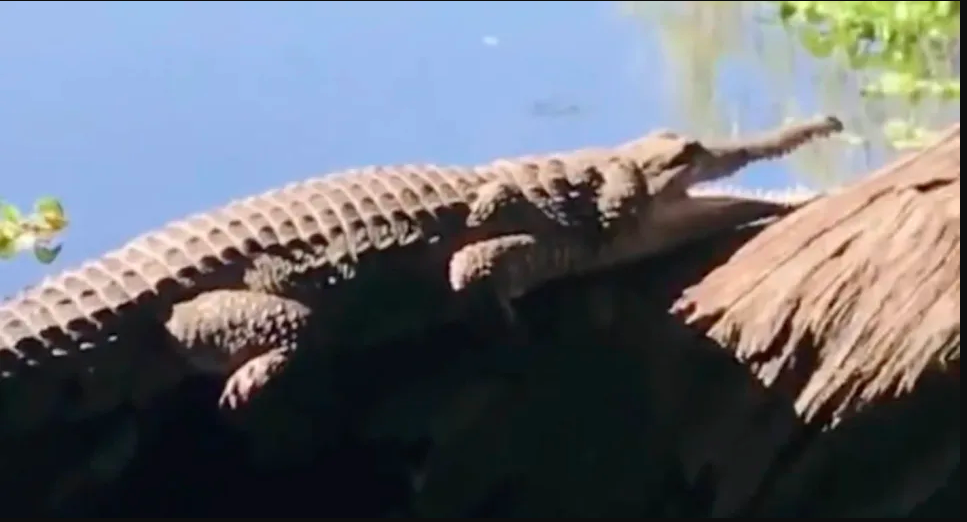 Mr Wenta said the croc had been "been chewing on someone’s dog down there." Source: Seven News