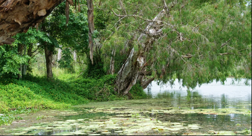 The Ross River is known for its crocodile population. Source: Getty