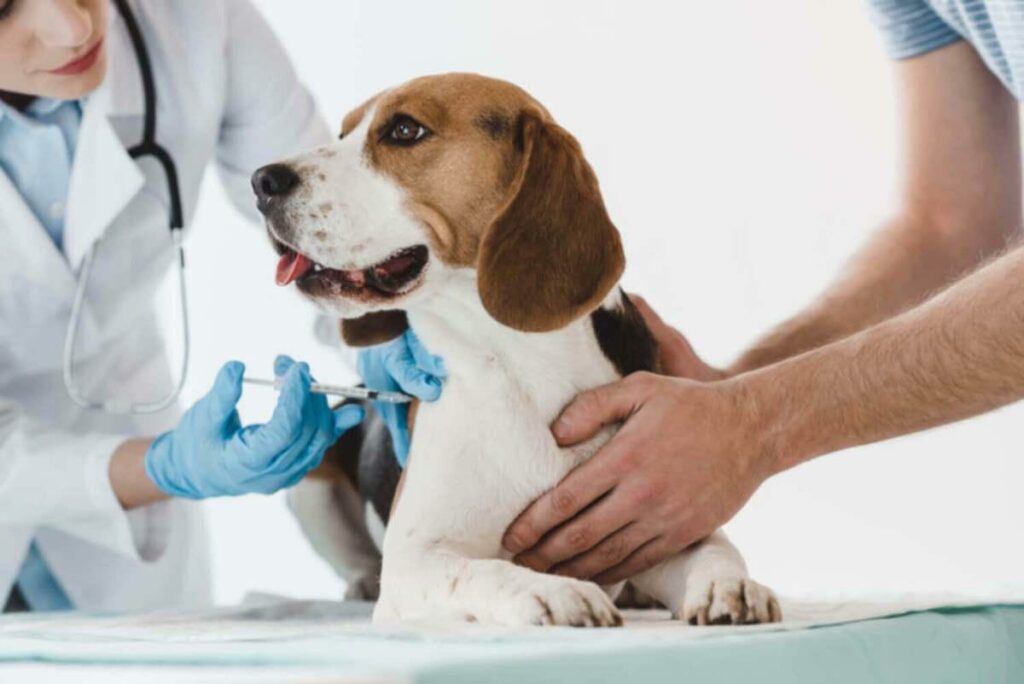 Where to Inject Dogs - Tips Newbies Should Know