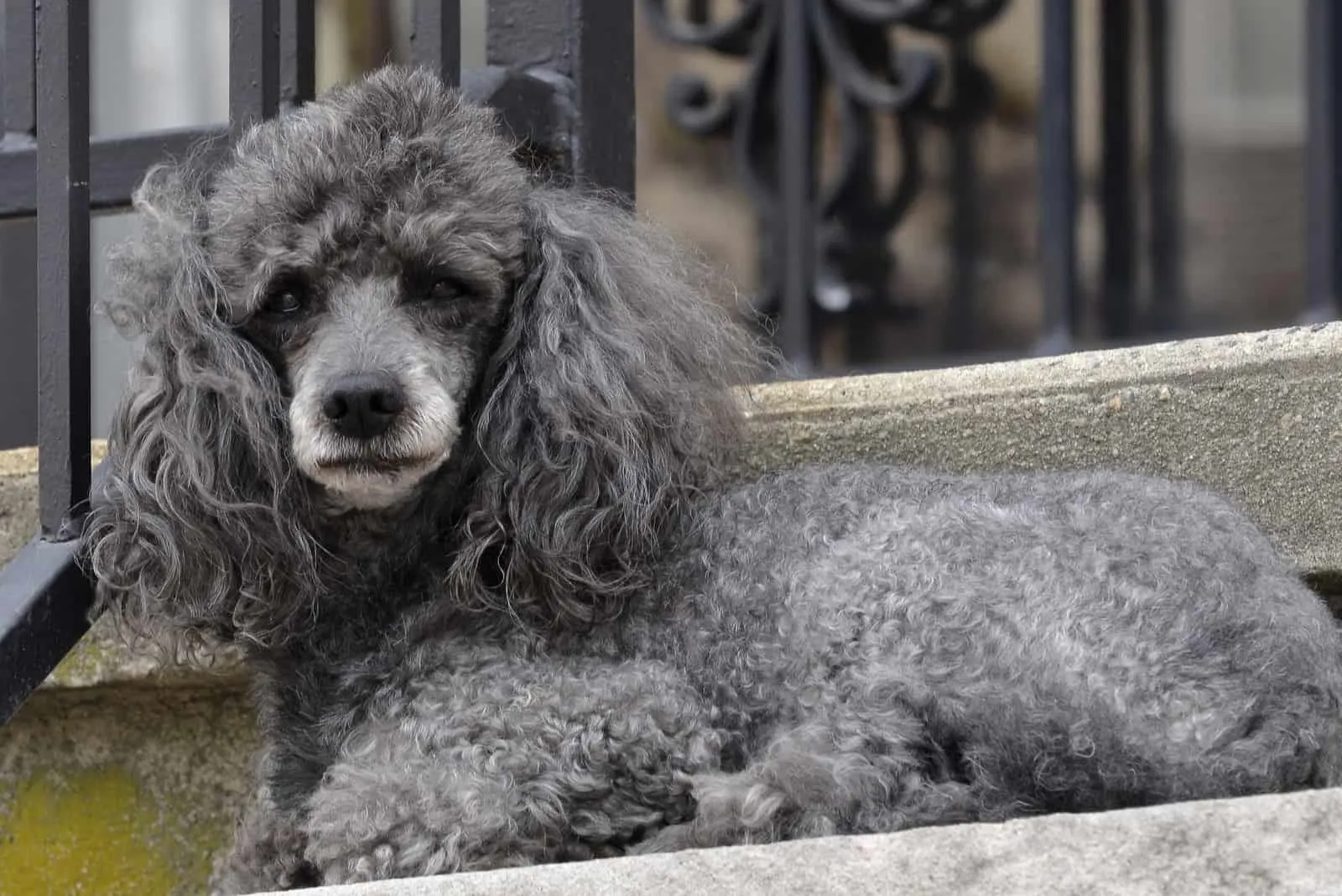 What's so special about the Gray Poodle that Everyone Loves?
