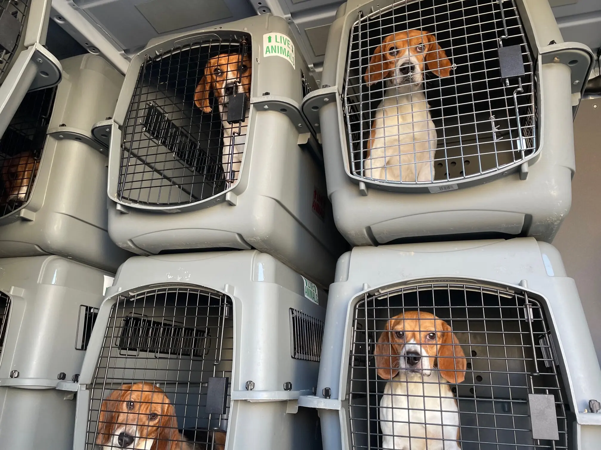 More than 100 beagles arrived in a truck from a breeding facility in Cumberland, Va., to Homeward Trails Animal Rescue.Credit...Sue Bell/Homeward Trails