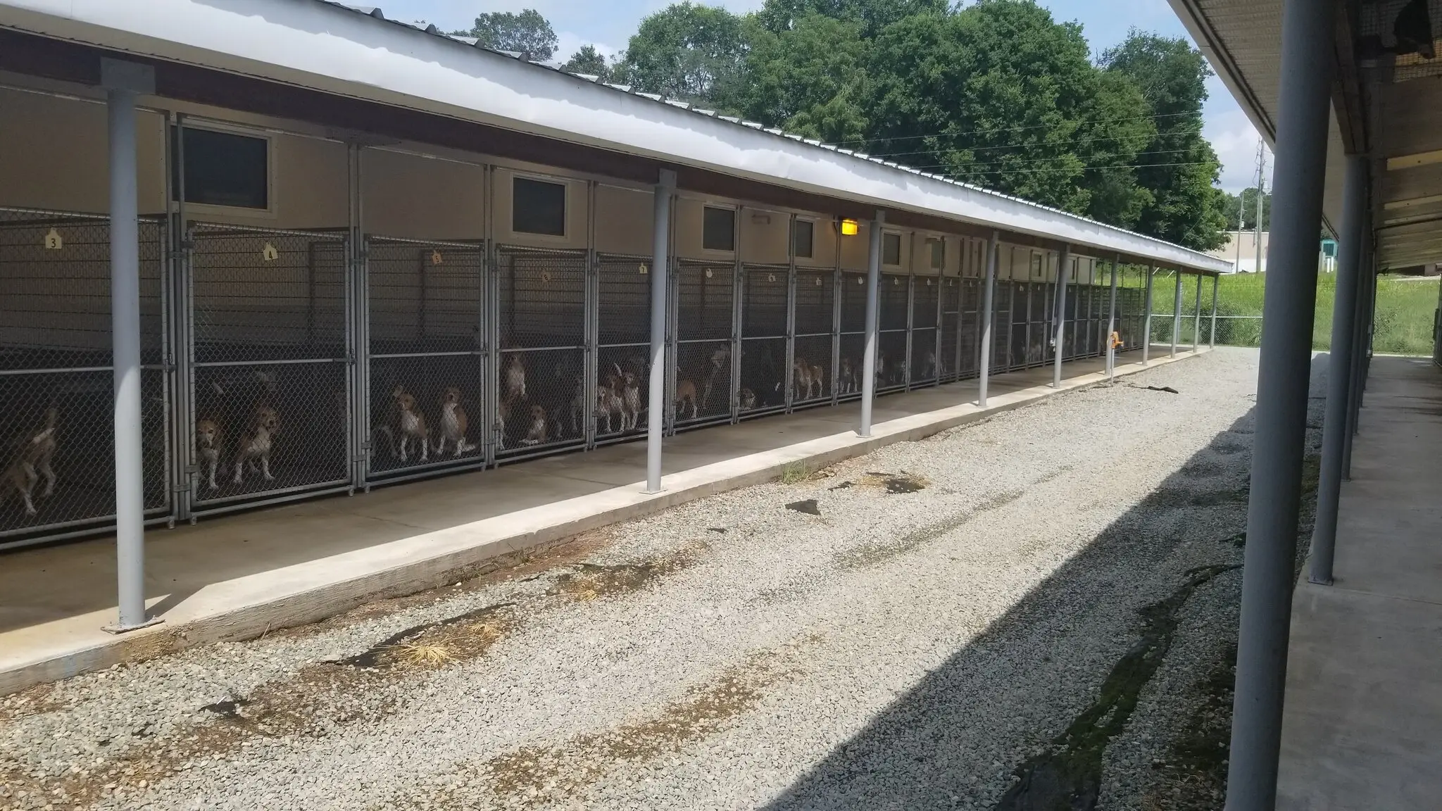 Beagles at the Envigo facility in Cumberland, Va., in August, 2021.Credit...People for the Ethical Treatment of Animals