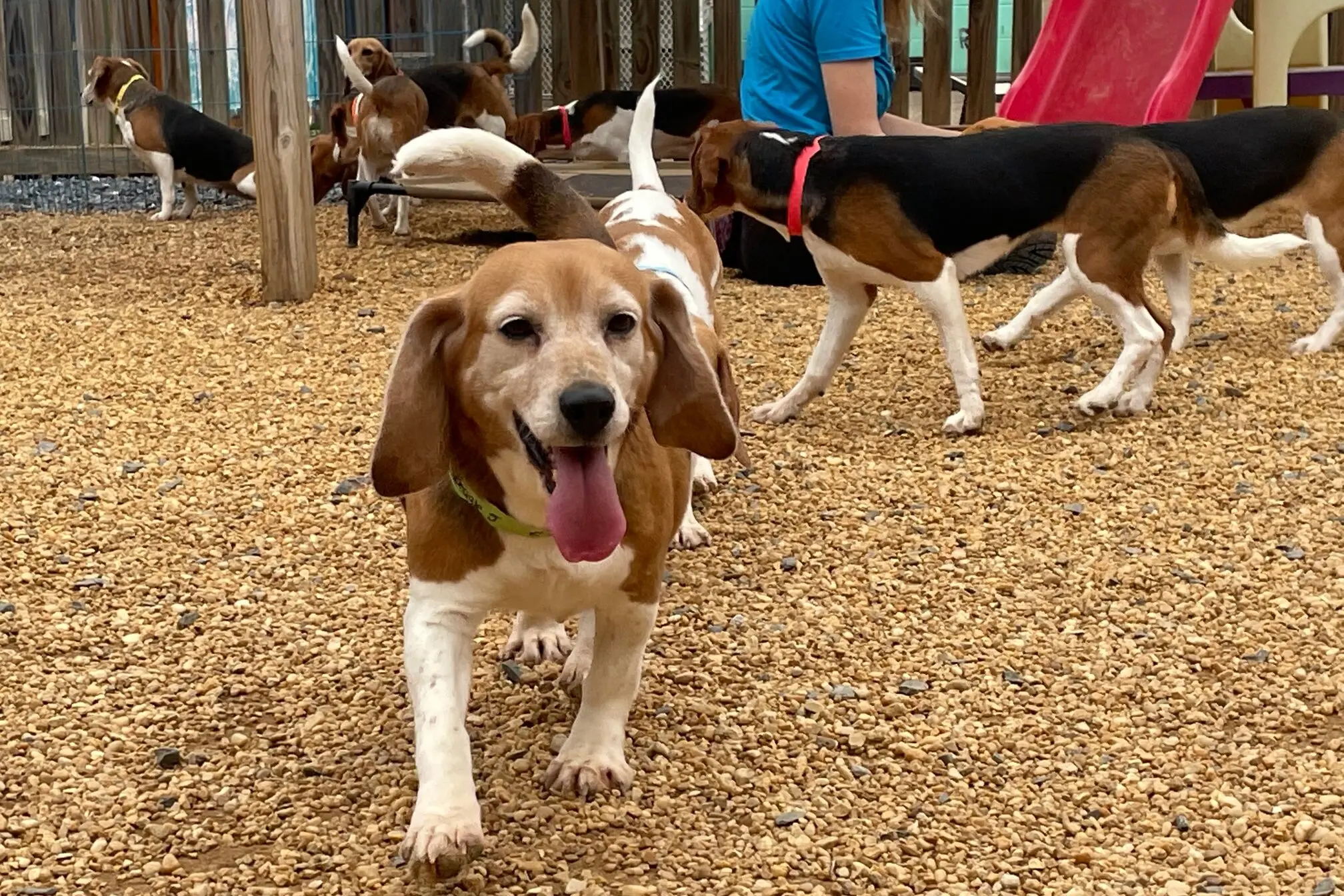 Beagles from the Envigo facility at Homeward Trails Adoption Center.Credit...Sue Bell/Homeward Trails