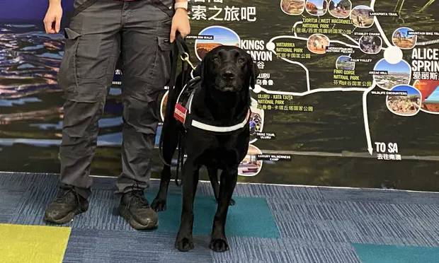 Zinta the detector dog sniffed out a McDonald’s meal in an inbound traveller’s backpack. Australia has heightened biosecurity measures due to an outbreak of foot and mouth disease in Indonesia. Photograph: Ministry of agriculture