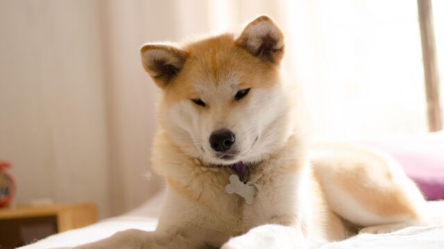 Akita Inu dog. Archive photo Read ria.ru in