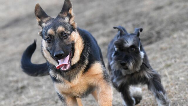 German shepherd and miniature schnauzer puppy. Archive photo