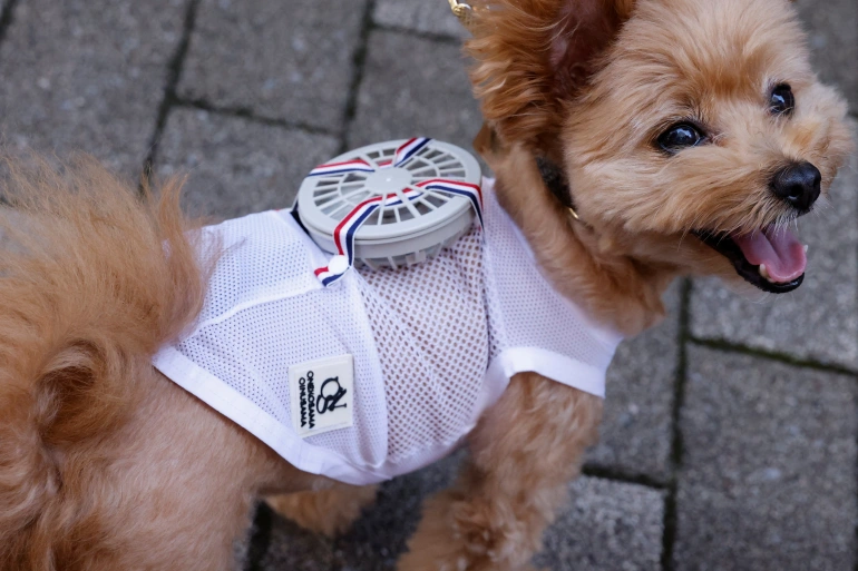 A Japanese clothing maker has teamed up with veterinarians to create a wearable fan to help pets endure Japan's blistering summer heat [File: Issei Kato/Reuters]