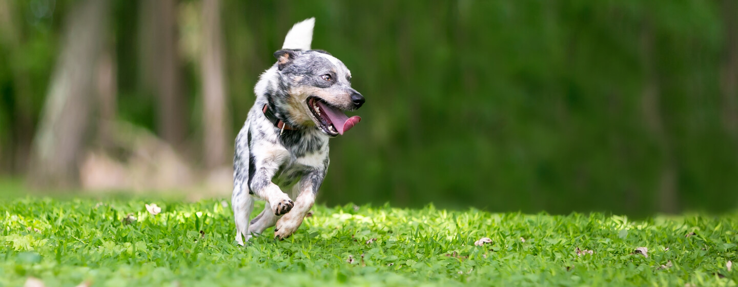 All About Dog Zoomies HERO