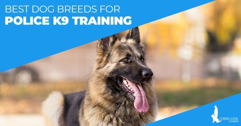 Best Dog Breeds For Police K9 Training - DogForms