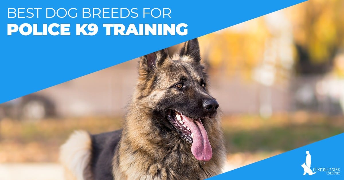 Best-Dog-Breeds-For-Police-K9-Training