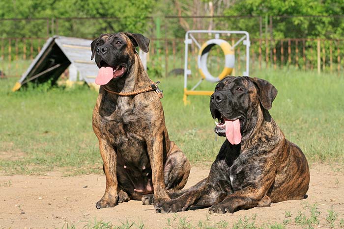 Boerboel