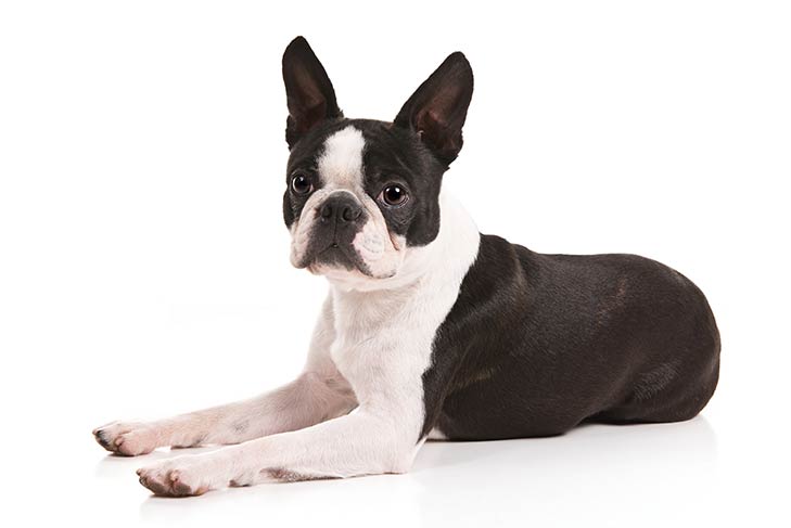 Boston-Terrier