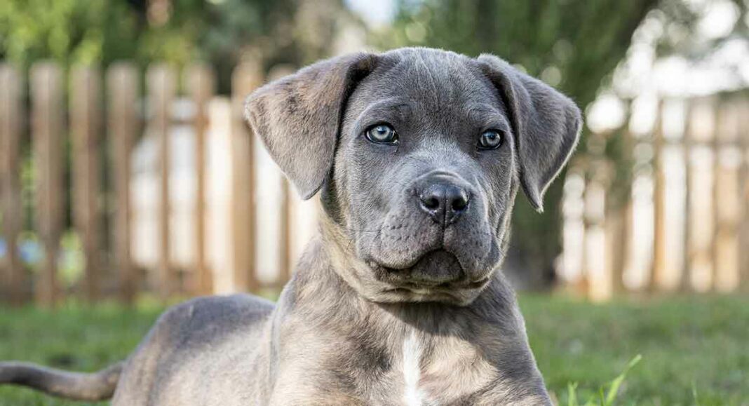 Temperament, Personality, and Behavior of Cane Corso - DogForms