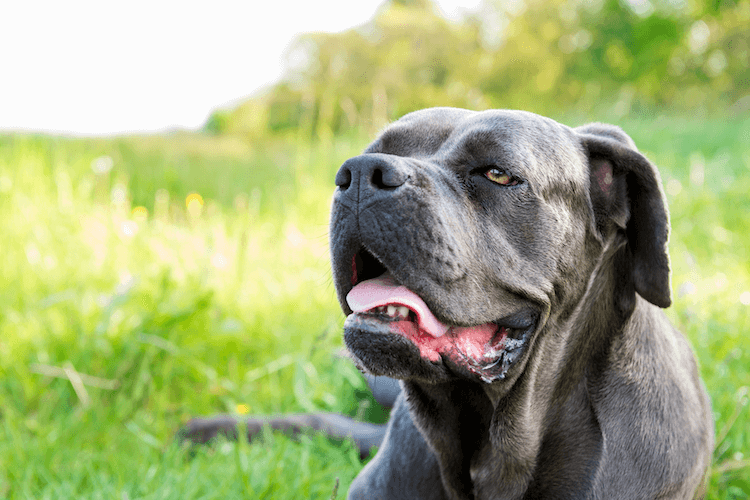 How-Much-Is-A-Cane-Corso