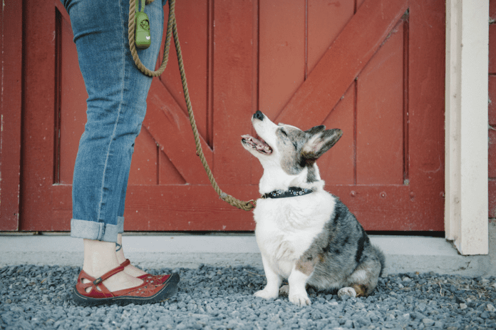 what-to-do-with-dog-poop-dogforms