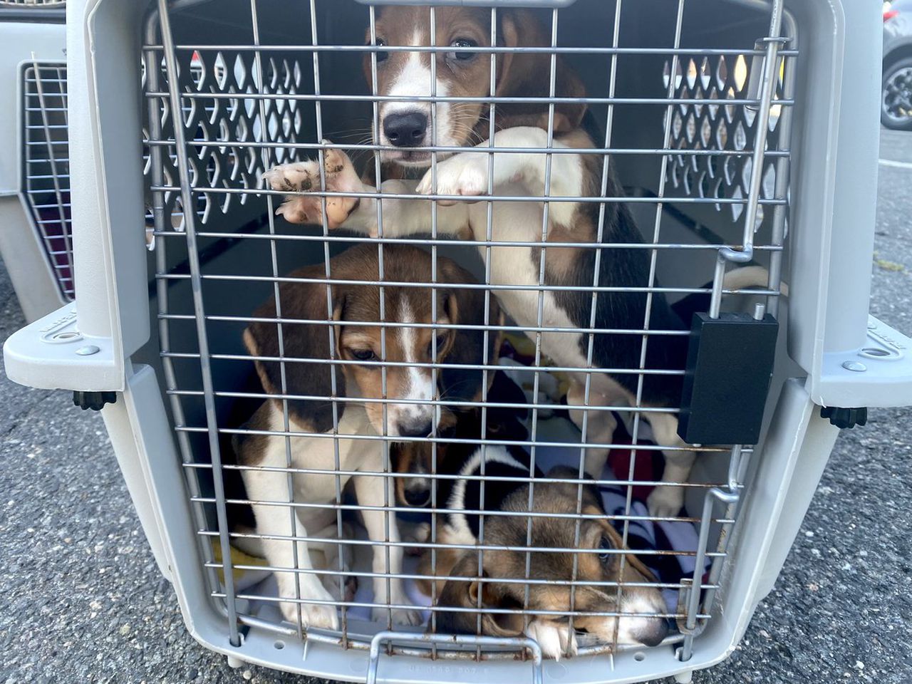 Three beagle puppies rescued from the Envigo facility in Cumberland, Virginia and now in Massachusetts. Photo courtesy of the MSPCA-Angell.