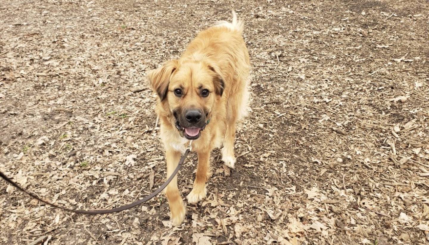 Moose, a 2 1/2 year old mix, died on Monday after he was attacked along with his owner by a crazed man with a stick in Prospect Park on Aug. 3. (Jessica Chrustic)
