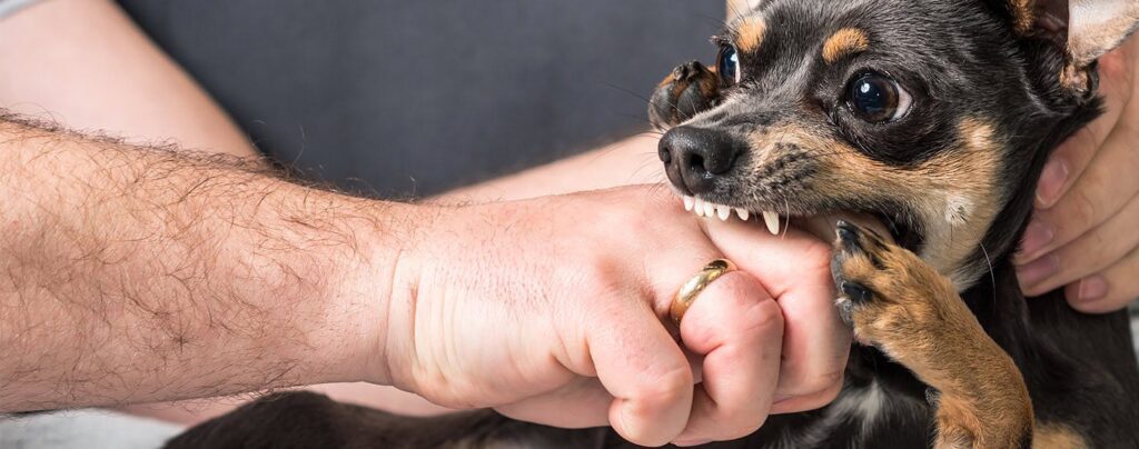 Why Do Dogs Bite Their Owners in Play?