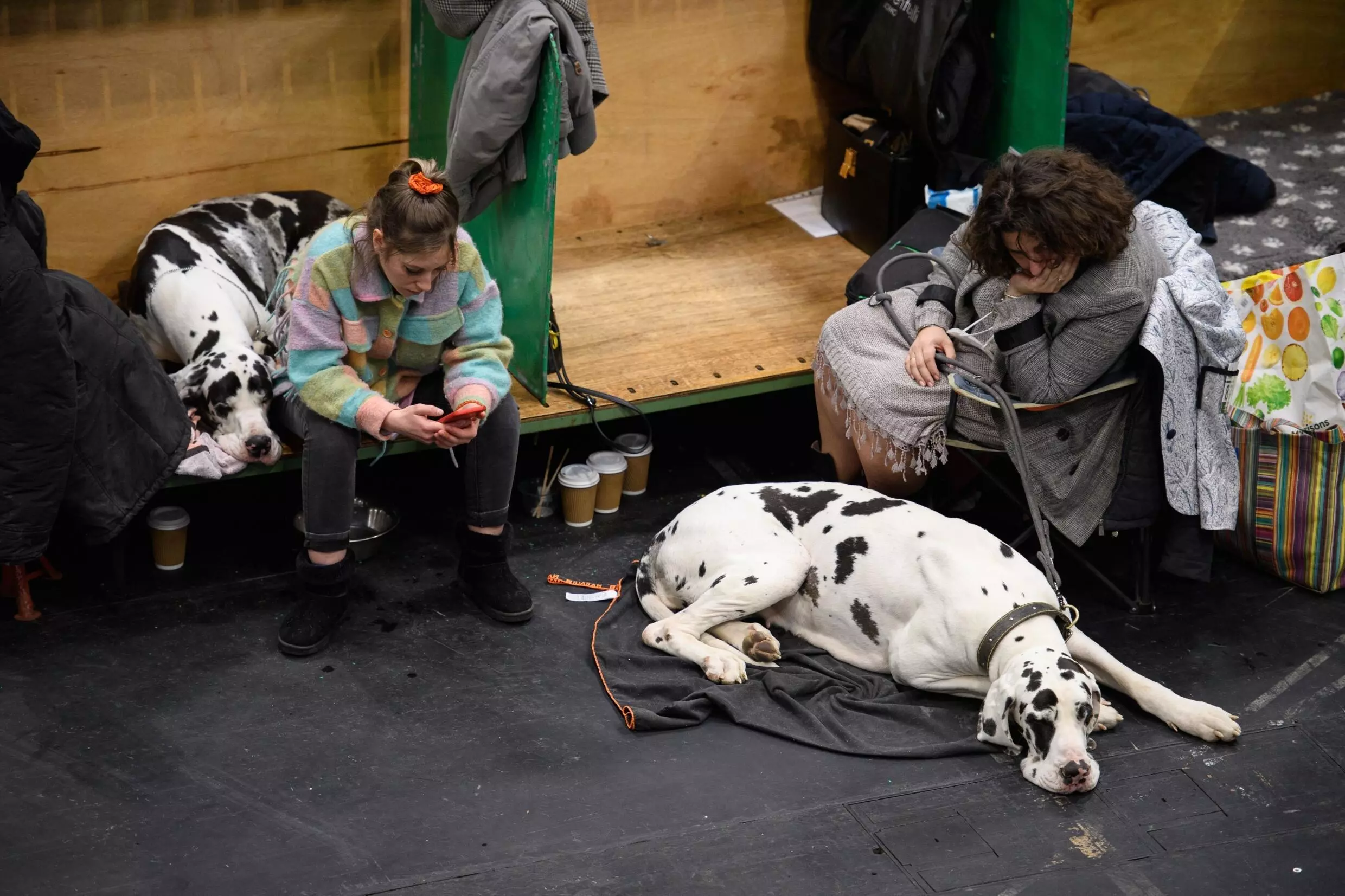 Dogs in the four-day show are competing in categories for looks, obedience and agility and for the coveted Best in Show title OLI SCARFF AFP