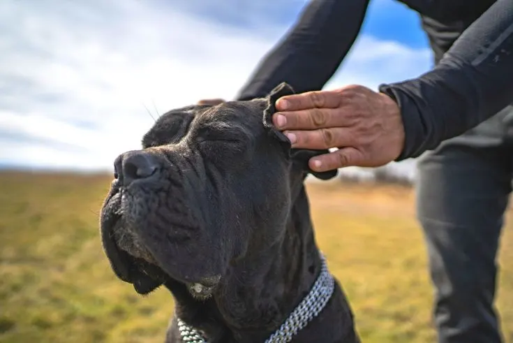 Cane Corso Temperament