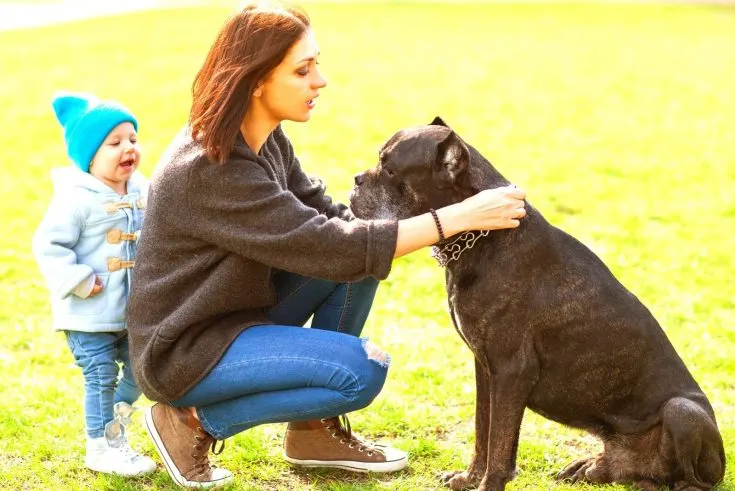 Are Cane Corsos Aggressive To Humans?