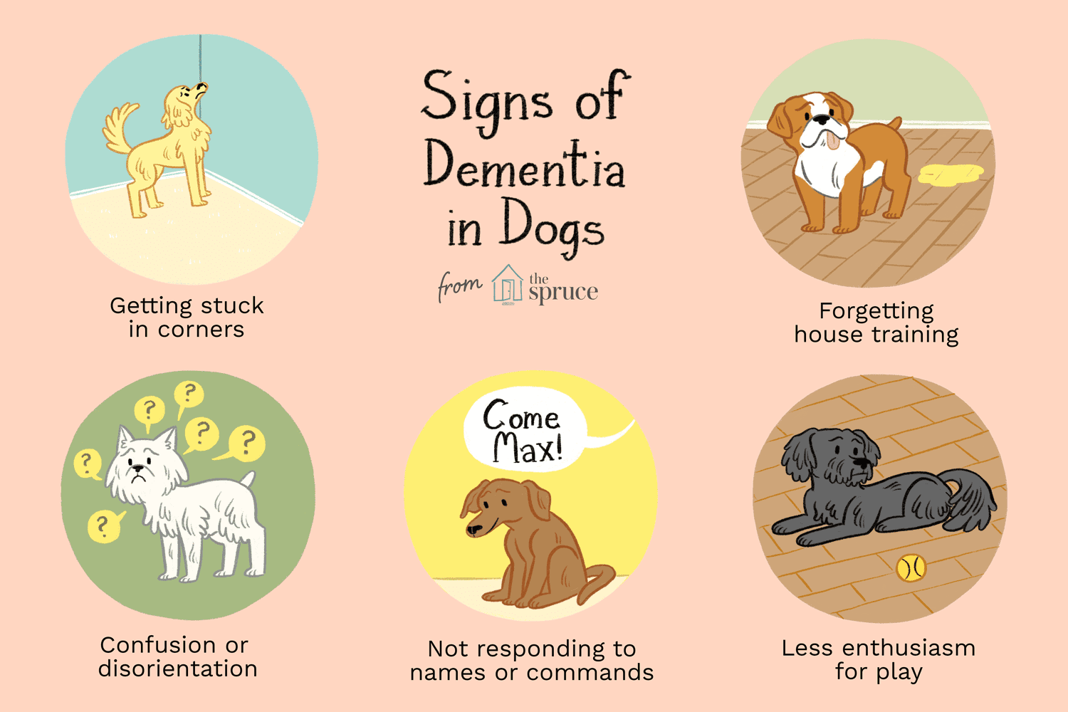 dementia-in-dogs