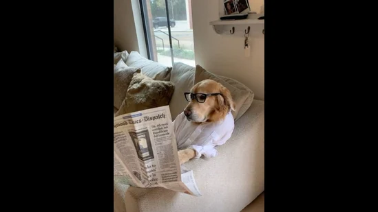 The image shows the Golden Retriever dog reading a newspaper to keep itself 'updated with the news'. (Instagram/@hdbrosriley)