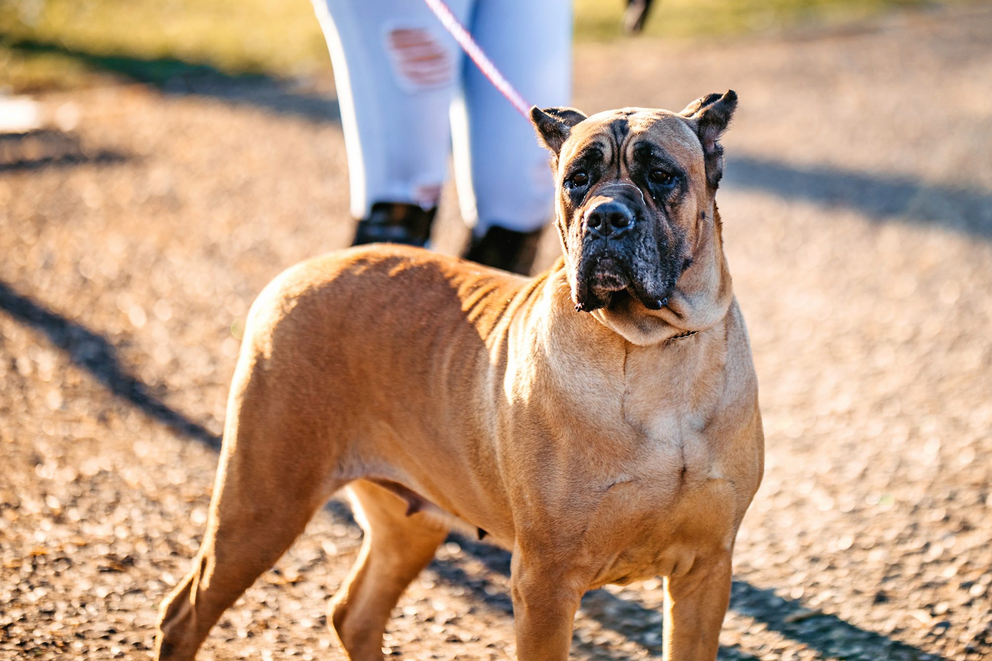 Though cane corsi are typically black or gray, their short coats can also be brindle, fawn, or even red.